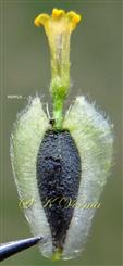  Disc Floret (Mature)